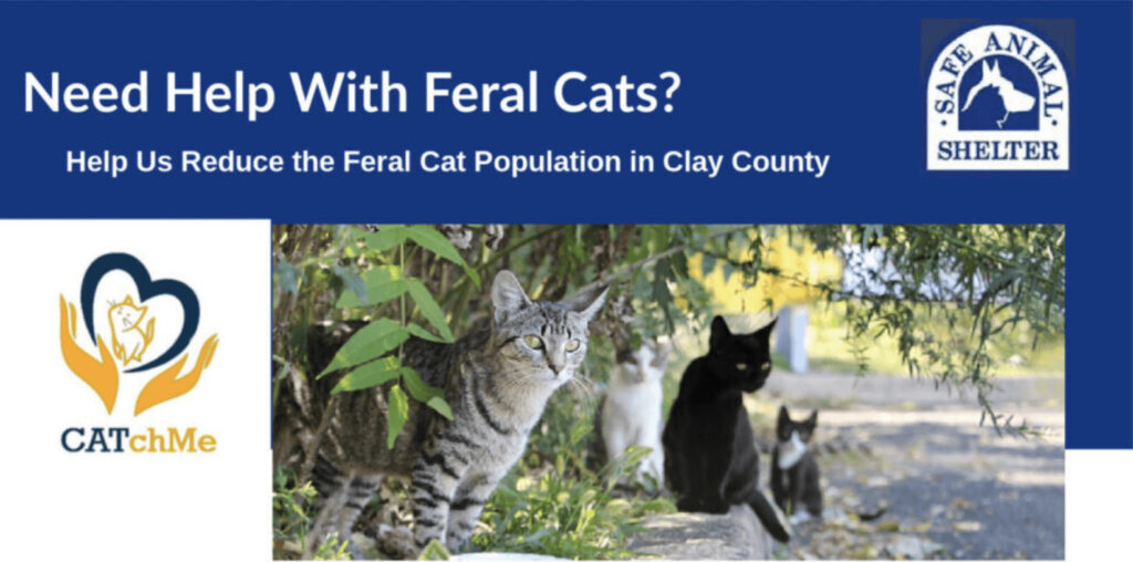 Need help with feral cats?